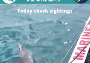 Next Marine Dynamics Shark Cage Diving Trip: 24 November 2021