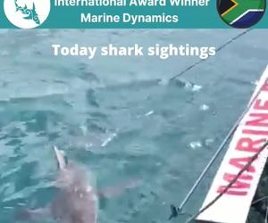 Next Marine Dynamics Shark Cage Diving Trip: 24 November 2021