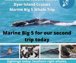 Next Dyer Island Marine Big 5 Tour: 24 November 2021