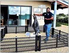 Virus maai steeds onder ons wilde seevoël bevolking