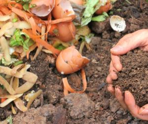 Homemade organic fertilisers for your garden