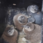 An Urgent Call To Help Rescue Endangered African Penguin Chicks