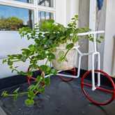 New Items - Lili & Co - Xplorio™ Kleinmond