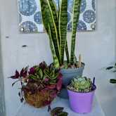 New Items - Lili & Co - Xplorio™ Kleinmond