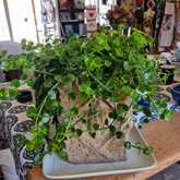 New Items - Lili & Co - Xplorio™ Kleinmond