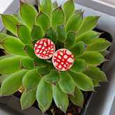 New Items - Lili & Co - Xplorio™ Kleinmond