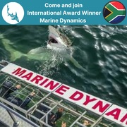 Next Marine Dynamics Shark Cage Diving Trip: 2 December 2021