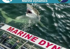 Next Marine Dynamics Shark Cage Diving Trip: 2 December 2021