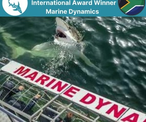 Next Marine Dynamics Shark Cage Diving Trip: 2 December 2021
