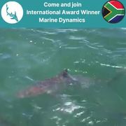 Next Marine Dynamics Shark Cage Diving Trip: 3 December 2021