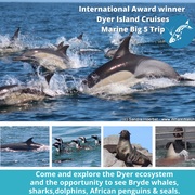Next Dyer Island Marine Big 5 Tour: 3 December 2021