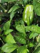 Organic Herbs and Vegetables in our Garden