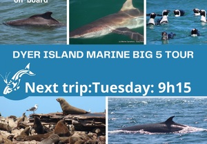 Next Dyer Island Marine Big 5 Tour: 7 December 2021