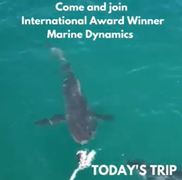 Next Marine Dynamics Shark Cage Diving Trip: 7 December 2021