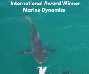 Next Marine Dynamics Shark Cage Diving Trip: 7 December 2021