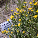 Anthanasia Trifurcata - Pearly Beach Conservancy - Xplorio™ Gansbaai