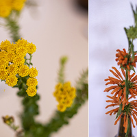 Leonotis Leonuris - Pearly Beach Conservancy - Xplorio™ Gansbaai