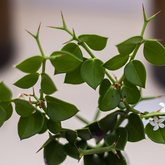 Lemoenbessie - Pearly Beach Conservancy - Xplorio™ Gansbaai