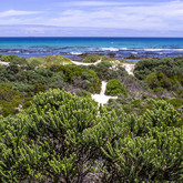 Beaches and Fynbos - Pearly Beach Conservancy - Xplorio™ Gansbaai