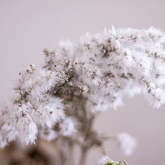 Fynbos - Pearly Beach Conservancy - Xplorio™ Gansbaai