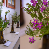 Chironia Baccifera Flower - Pearly Beach Conservancy - Xplorio™ Gansbaai