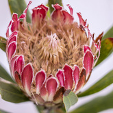 Protea - Pearly Beach Conservancy - Xplorio™ Gansbaai