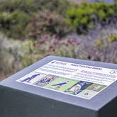 Insect-Eating Birds - Pearly Beach Conservancy - Xplorio™ Gansbaai