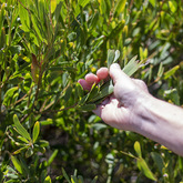 Removing Alien Plants - Pearly Beach Conservancy - Xplorio™ Gansbaai