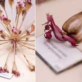 Tolbos - Pearly Beach Conservancy - Xplorio™ Gansbaai