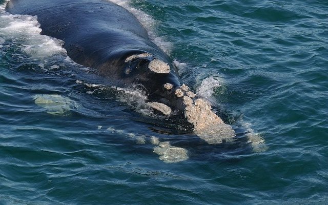 Southern Right Whale