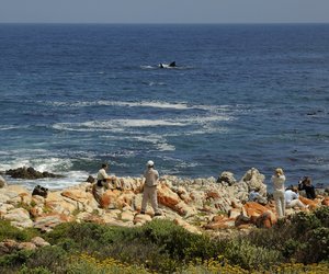Whale of a Time - Gansbaai Weekend Inspiration