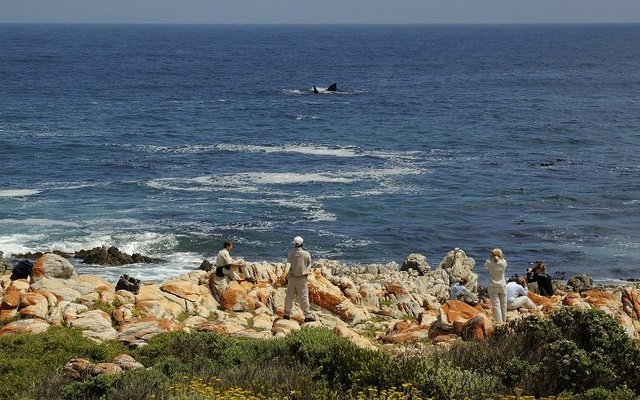 Land-based Whale Watching in De Kelders, Gansbaai