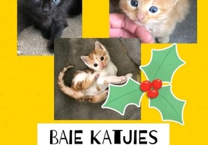Kittens up for adoption
