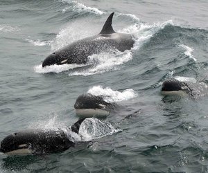 Possible New Cetacean Discovered - Gansbaai Daily News