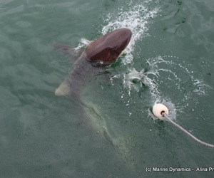 Daily Blog: 14 December 2021 | Shark Cage Diving in South Africa