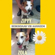 Zippy and Zola - Ready to be Adopted