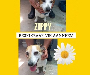 Zippy and Zola - Ready to be Adopted