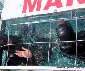 Daily Blog: 10 January 2022 | Shark Cage Diving in South Africa