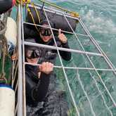 Shark Cage Diving - White Shark Projects - Xplorio™ Gansbaai