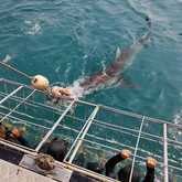 Shark Cage Diving - White Shark Projects - Xplorio™ Gansbaai