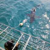 Shark Cage Diving - White Shark Projects - Xplorio™ Gansbaai