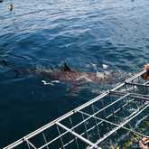 Shark Cage Diving - White Shark Projects - Xplorio™ Gansbaai