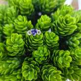 Ring - Tanzanites and Diamonds of Hermanus - Xplorio™ Hermanus