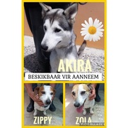 Dogs Up For Adoption