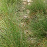 Restio Path - Element Ecosystems - Xplorio™ L'Agulhas