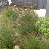 Restio Path - Element Ecosystems - Xplorio™ L'Agulhas