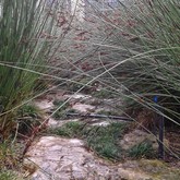 Path - Element Ecosystems - Xplorio™ L'Agulhas