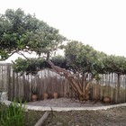 Milkwood Pruning - Element Ecosystems - Xplorio™ L'Agulhas