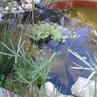 Natural Pool - Element Ecosystems - Xplorio™ L'Agulhas