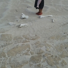 Agulhas - Africa Tip Trails - Xplorio™ L'Agulhas Agulhas - Africa Tip Trails - Xplorio™ L'Agulhas